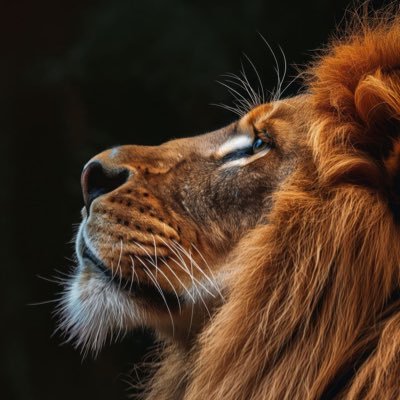 TheLionOfME