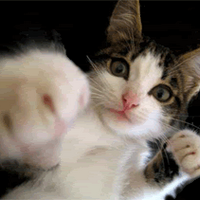 Punch Cat