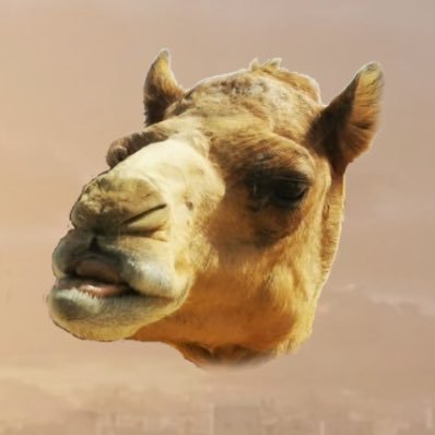 camel very retard & very broke