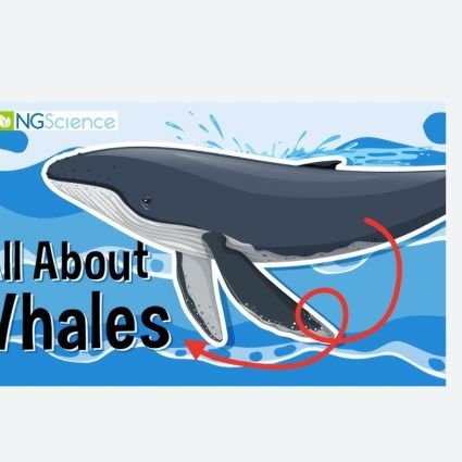 whale's eyes
