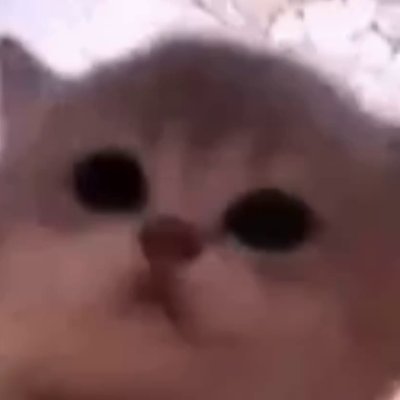 JAM CAT
