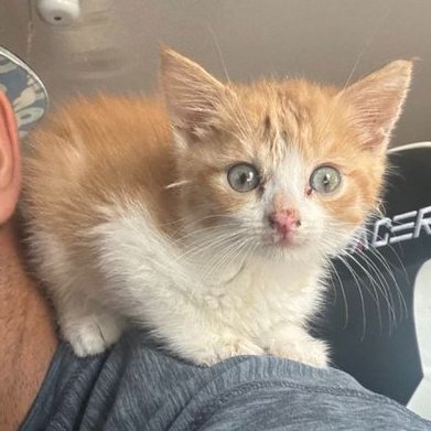 FRED the kitty