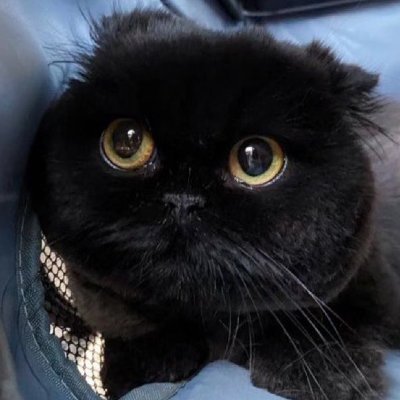 nobi