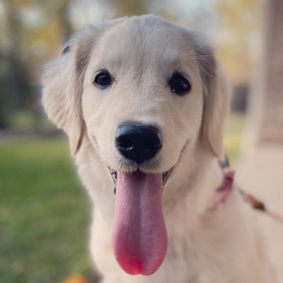 ShortSemisDoggie