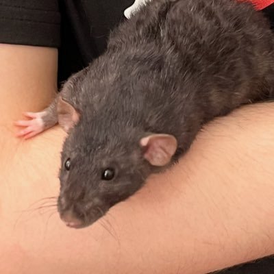 rat