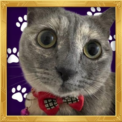 Just Elizabeth Cat - LiZ.FUN