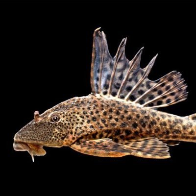 Z99 | AI TỰ ĐỘNG TRADE PROFIT 🐟🐟🐟🐟🐟🐟🐟