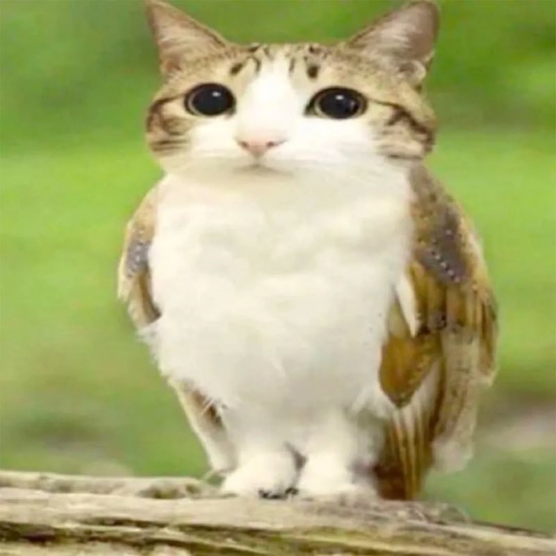 Mention image